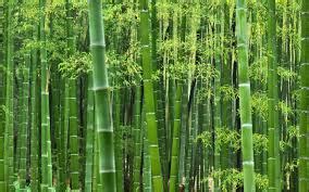 bamboo 意思|bamboo是什么意思